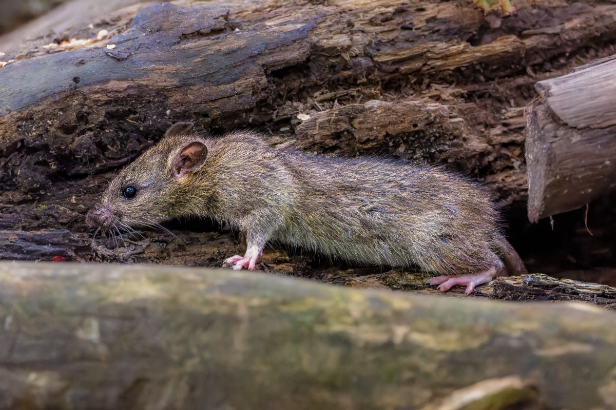 Ratte als typischer Schädling bei der Schädlingsbekämpfung